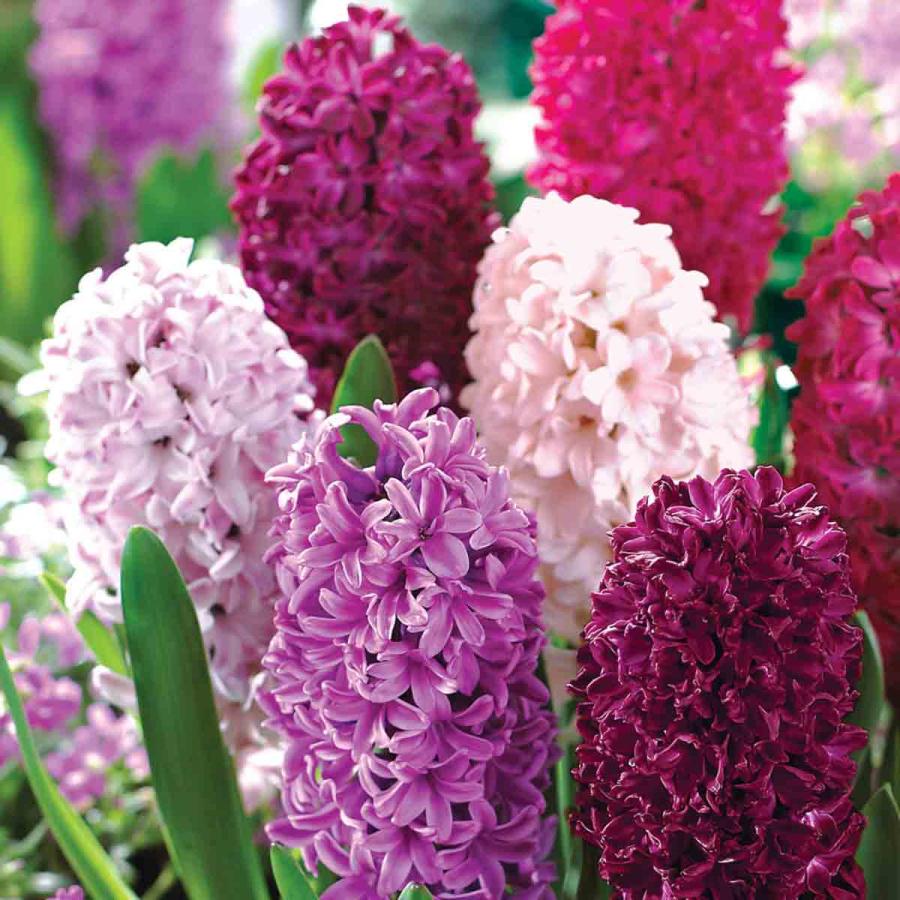 Planting & Growing |  8 X Hyacinth 'Berries & Cream Mixture' Bulbs Planting & Growing Multi