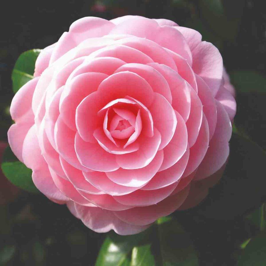 Planting & Growing |  1 X Camelia Pink 9Cm Planting & Growing Pink