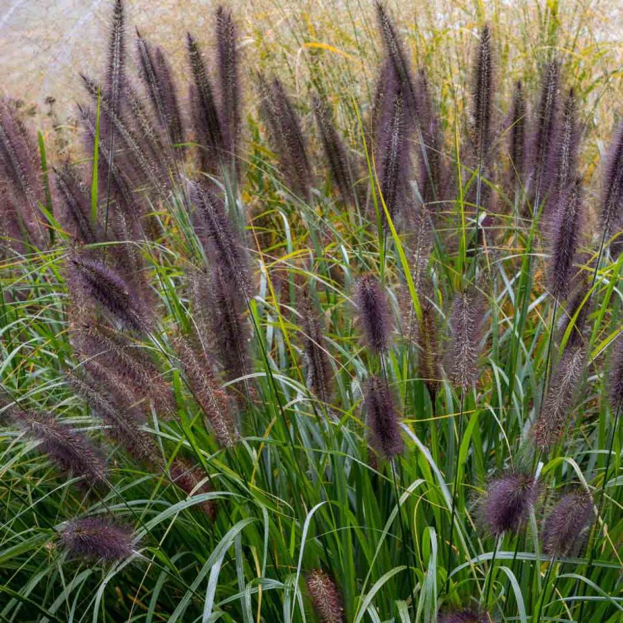 Planting & Growing |  1 X Pennisetum Black Beauty 12Cm Pot Planting & Growing Planting & Growing