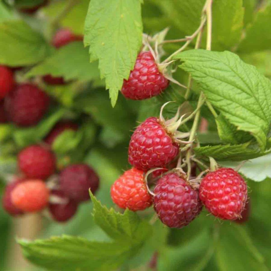 Planting & Growing |  18 X Raspberry Full Season Collection British Bred – 18 Canes Planting & Growing Green