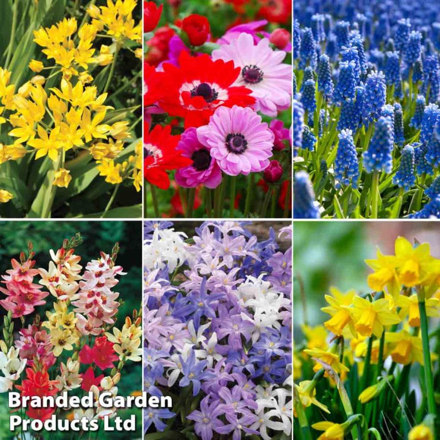 Planting & Growing |  450 X Bulb Bonanza Collection Bulbs Planting & Growing Planting & Growing