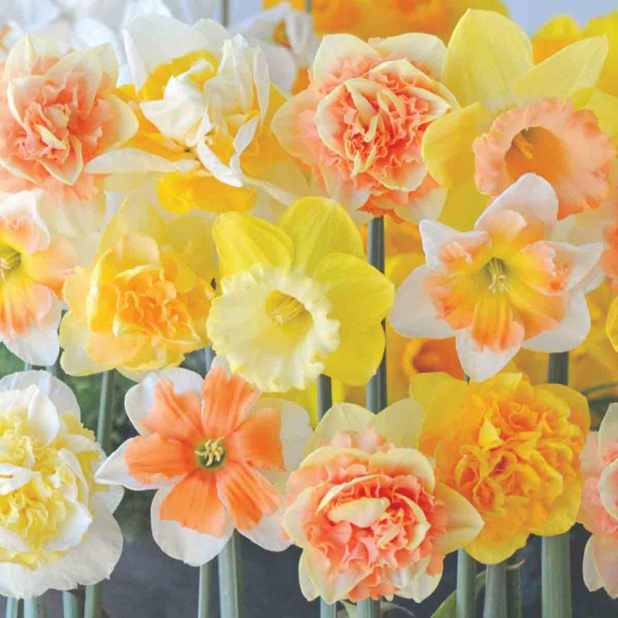 Planting & Growing |  50 X Daffodil Citrus Sorbet Mix Bulbs Planting & Growing Planting & Growing