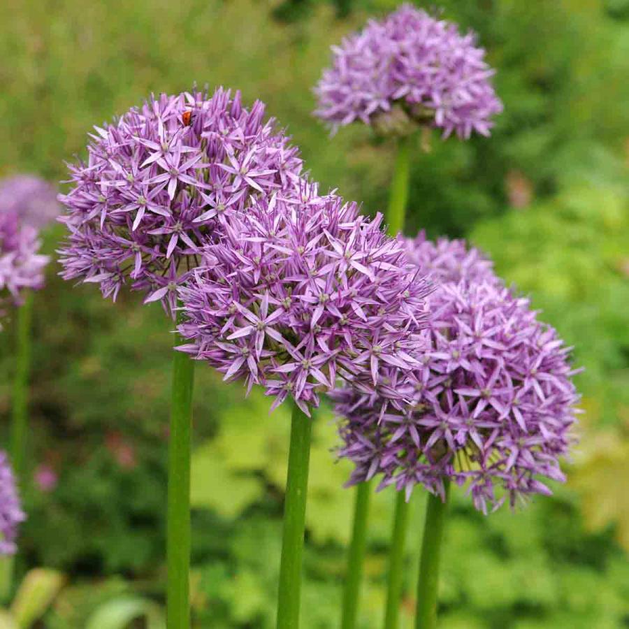 Planting & Growing |  60 X Allium Purple Sensation Bulbs Planting & Growing Planting & Growing