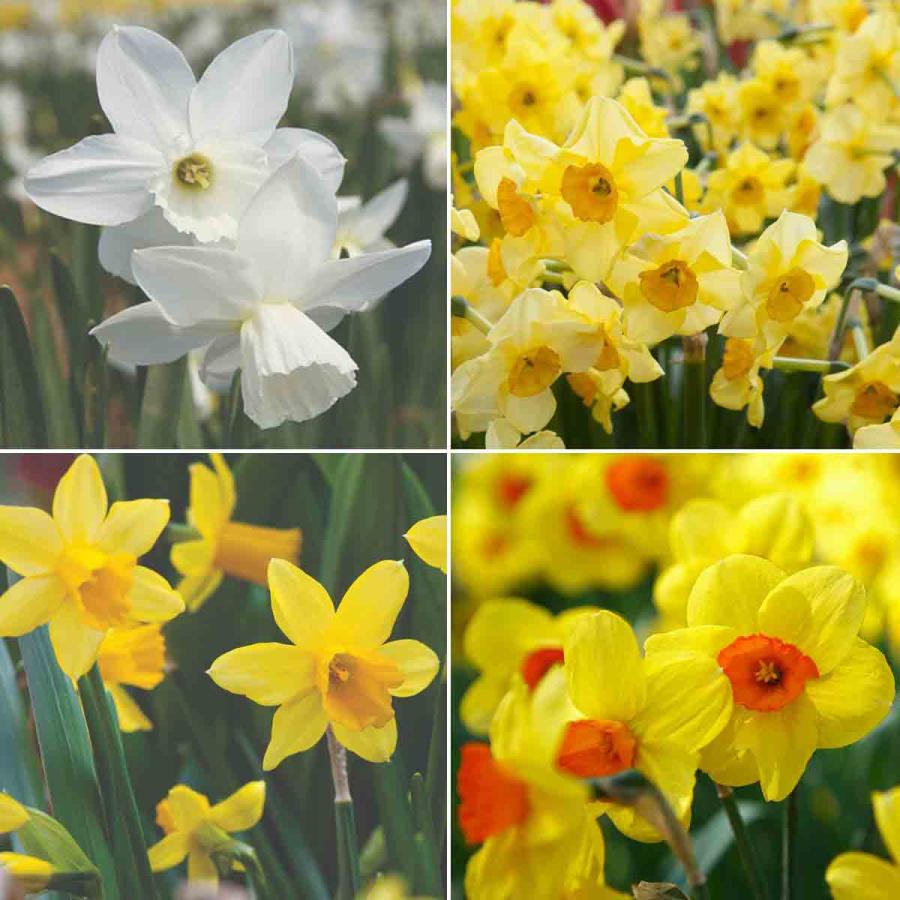 Planting & Growing |  60 X  Narcissus (Daffodil) Dwarf Collection Bulbs Planting & Growing Planting & Growing