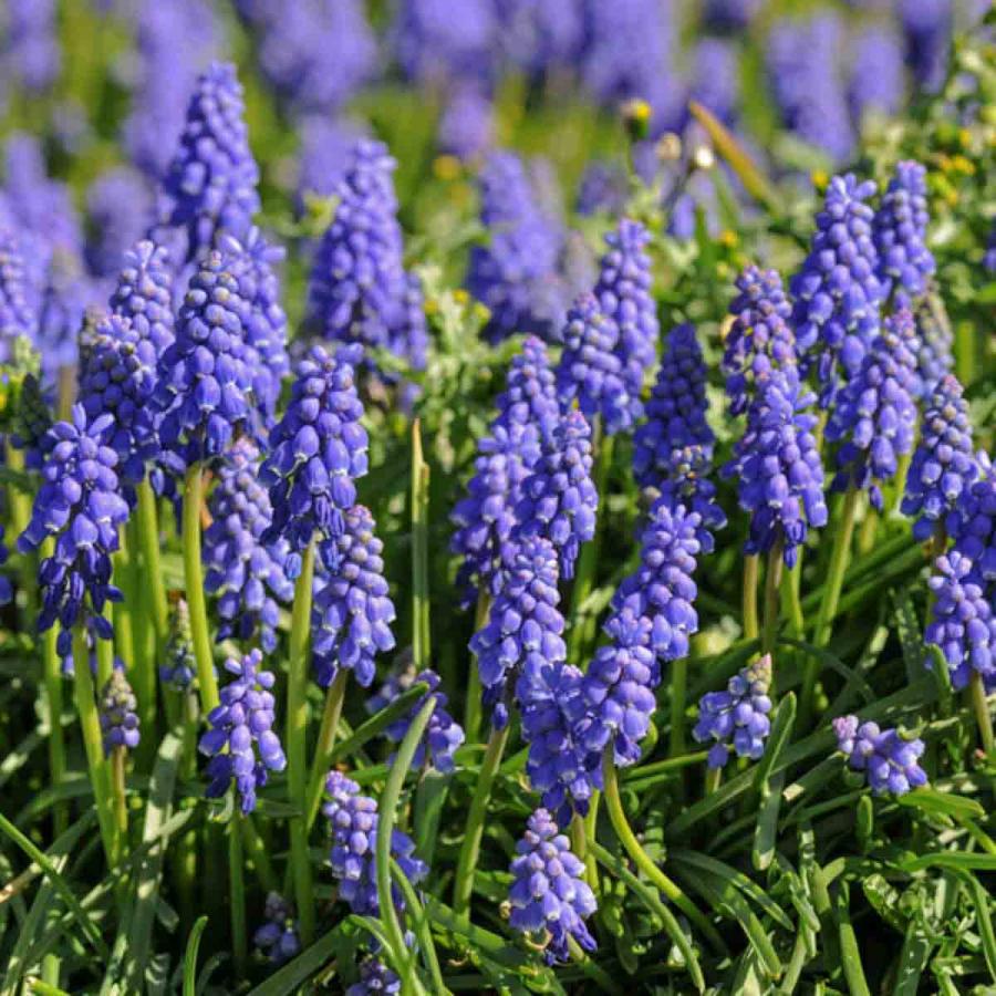 Planting & Growing |  85 X Muscari Armeniacum Bulbs Planting & Growing Multi