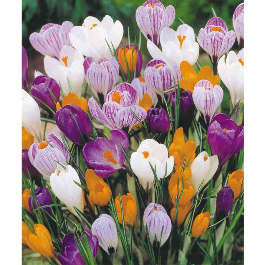 Planting & Growing |  Crocus Large Dutch Collection 120 Bulbs Planting & Growing Planting & Growing