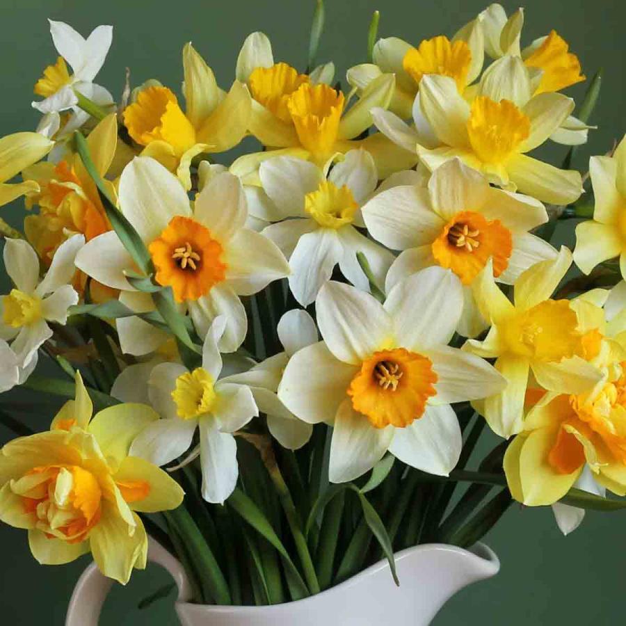 Planting & Growing |  Daffodil (Narcissus) Spring Flowering Mix 100 Bulbs Planting & Growing Planting & Growing