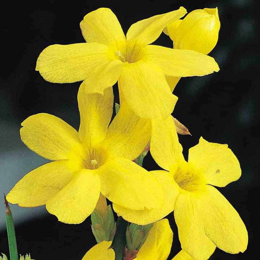 Planting & Growing |  Jasminum Nudiflorum 1.7 Litre Potted Plant X 1 Planting & Growing Planting & Growing