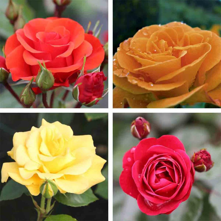 Planting & Growing |  Precious Rose Collection – 4 Bare Root Plants Planting & Growing Planting & Growing