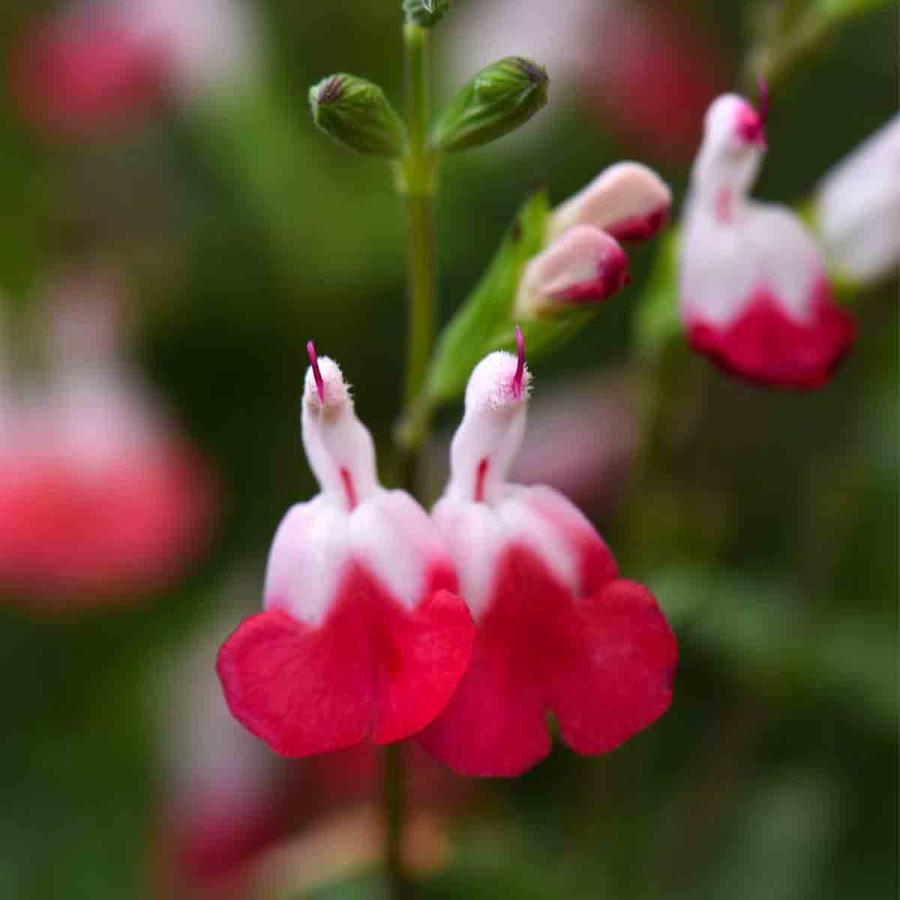 Planting & Growing |  Salvia Microphylla Hot Lips 2 Litre Potted Plant X 1 Planting & Growing Planting & Growing