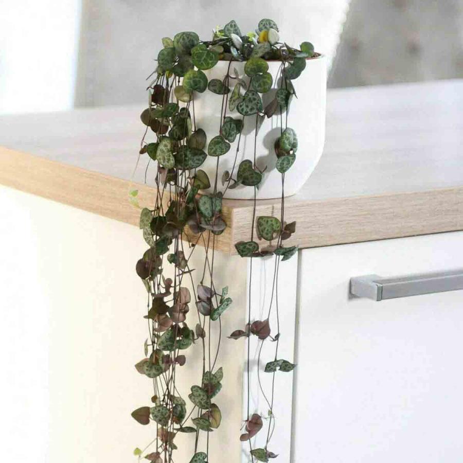 Planting & Growing |  String Of Hearts Ceropegia Woodii?8Cm Pot X 1 Planting & Growing Green