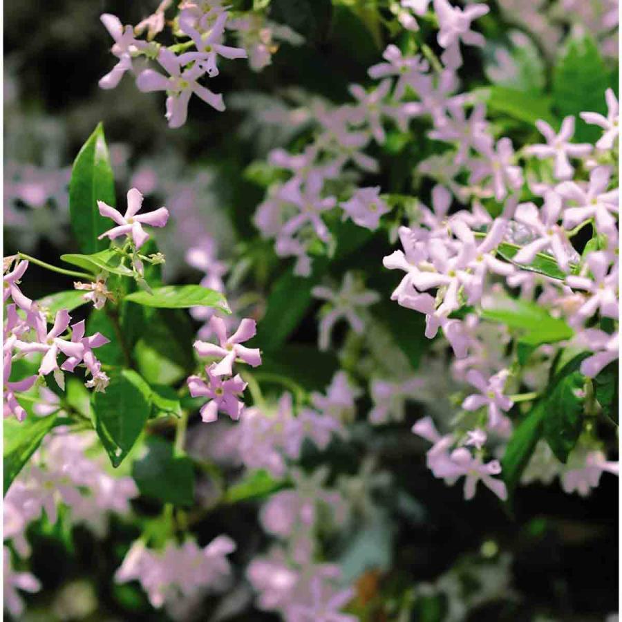 Planting & Growing |  Trachelospermum 'Pink Showers' 1.7 Litre Potted Plant X 1 Planting & Growing Planting & Growing